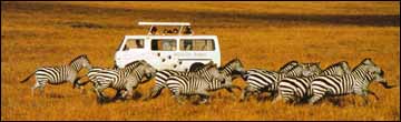 On Safari Watching Zebra